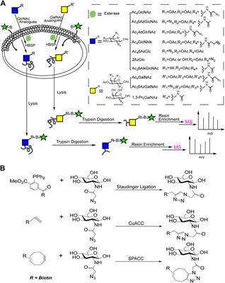 Mass Spectrometry for O-GlcNAcylation